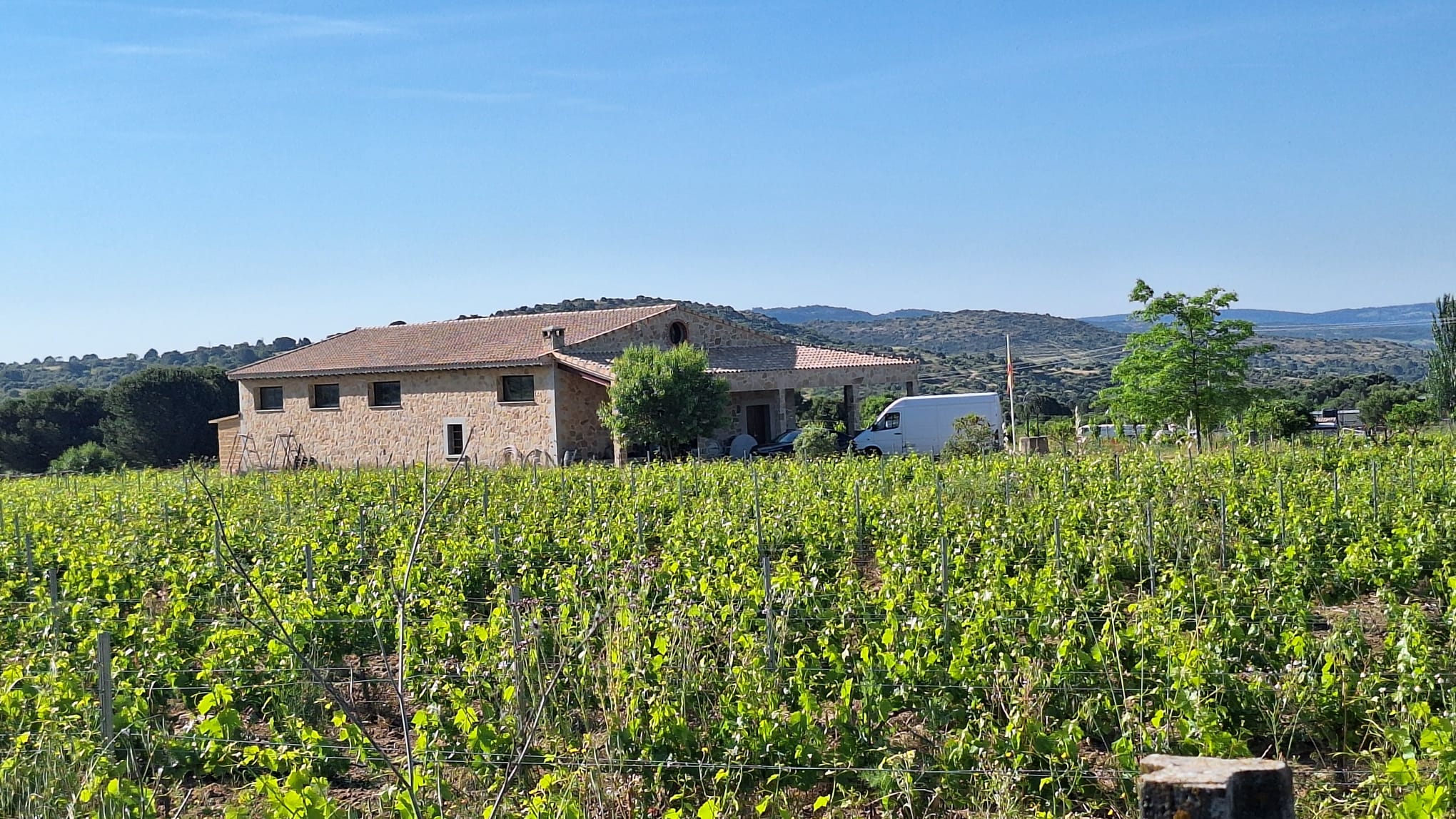 Racimo de uvas
