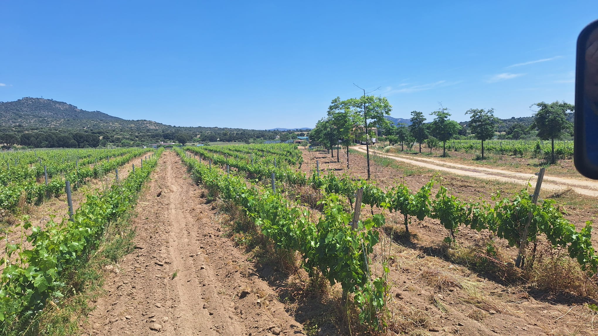 Camino entre viñas