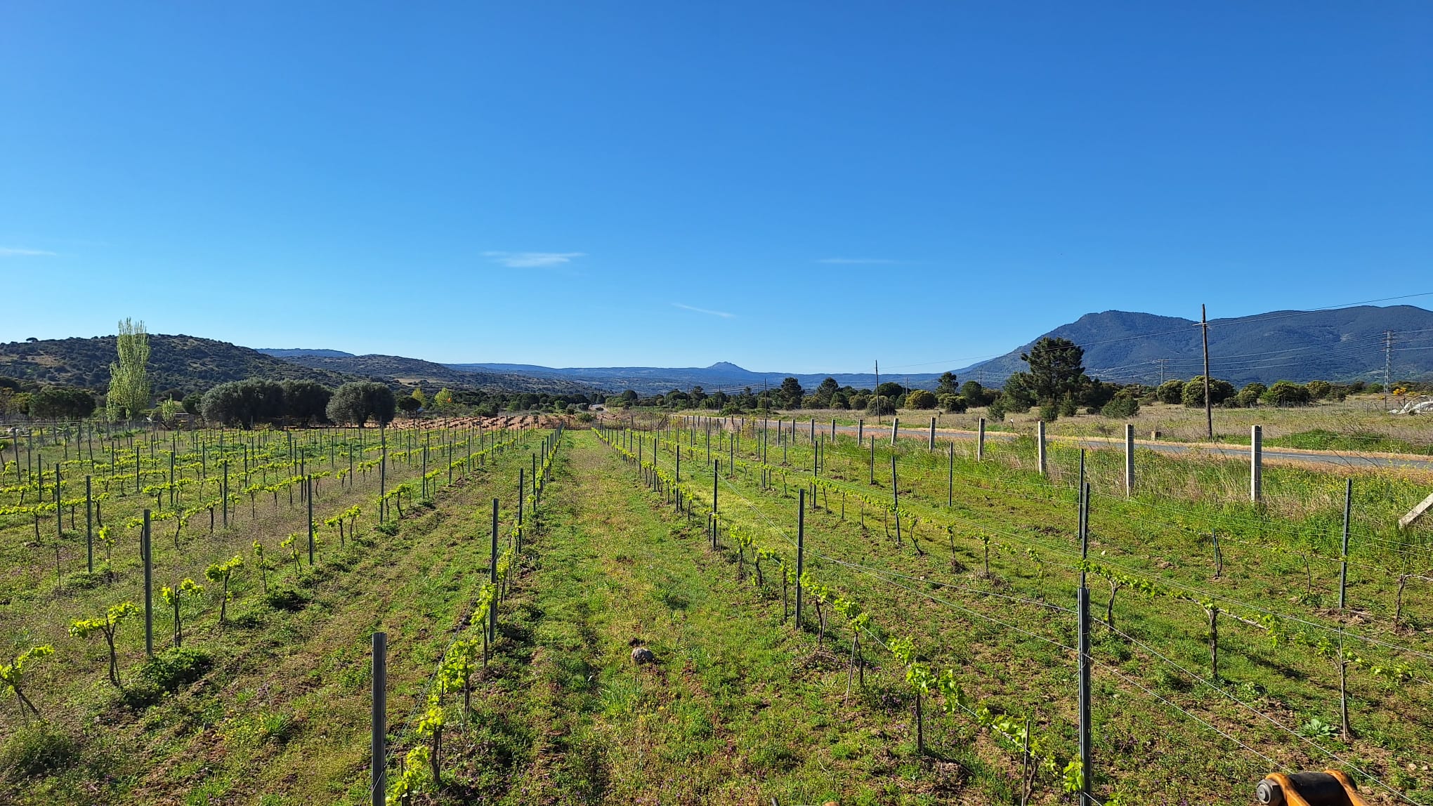 Viñedo en primavera