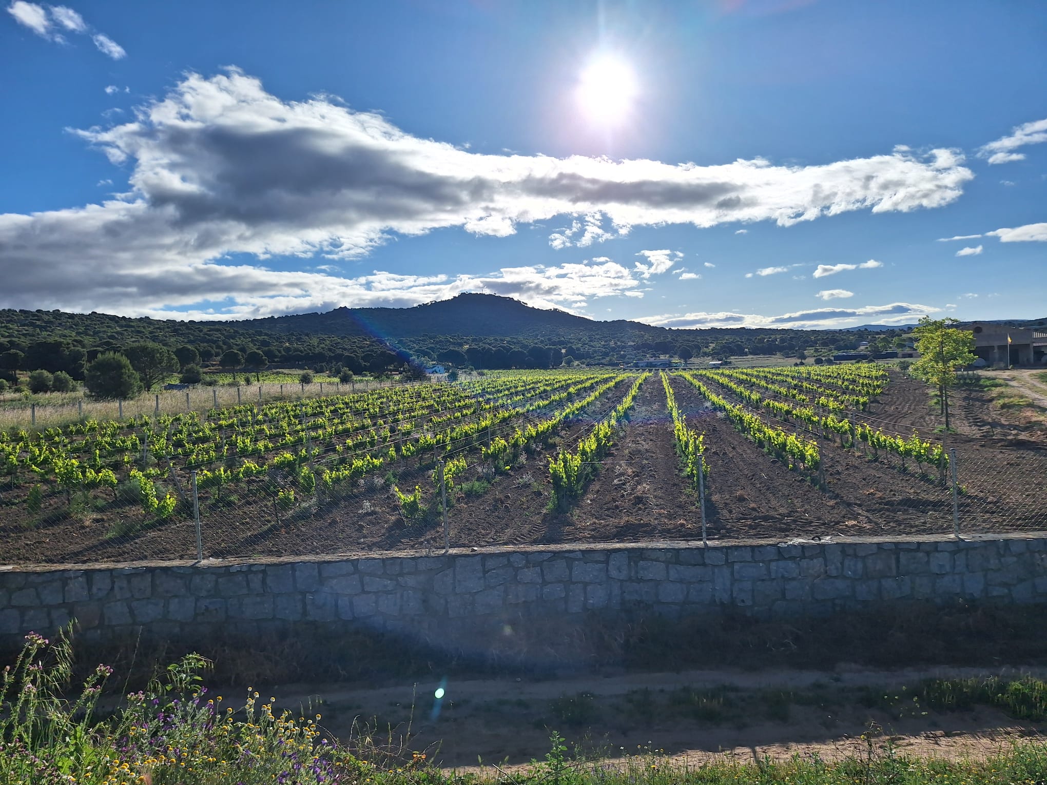 Viñedo al sol